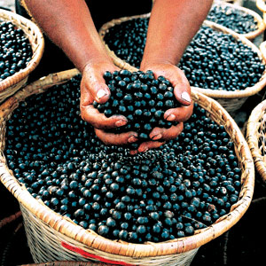 acai-berry-from-molly-sullivan