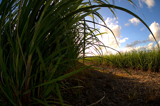 1153611-3-sugar-cane-fields