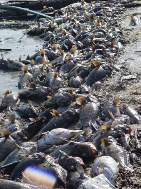 Dead fish are turning bottoms up in the Lagoa Rodrigo de Freitas.
