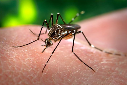 epidemic, Bolivia reports a yellow fever case on the border with Brazil