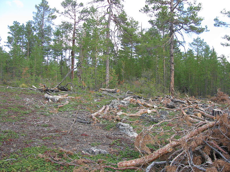 Deforestation