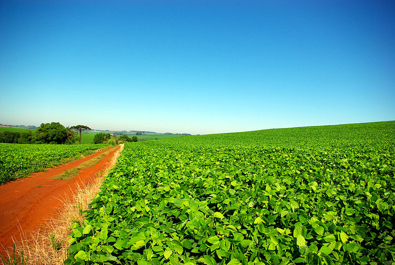 Argentina enjoys record low soybean production costs, Brazil must fight to remain competitive