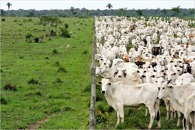 Cattle, Brazil