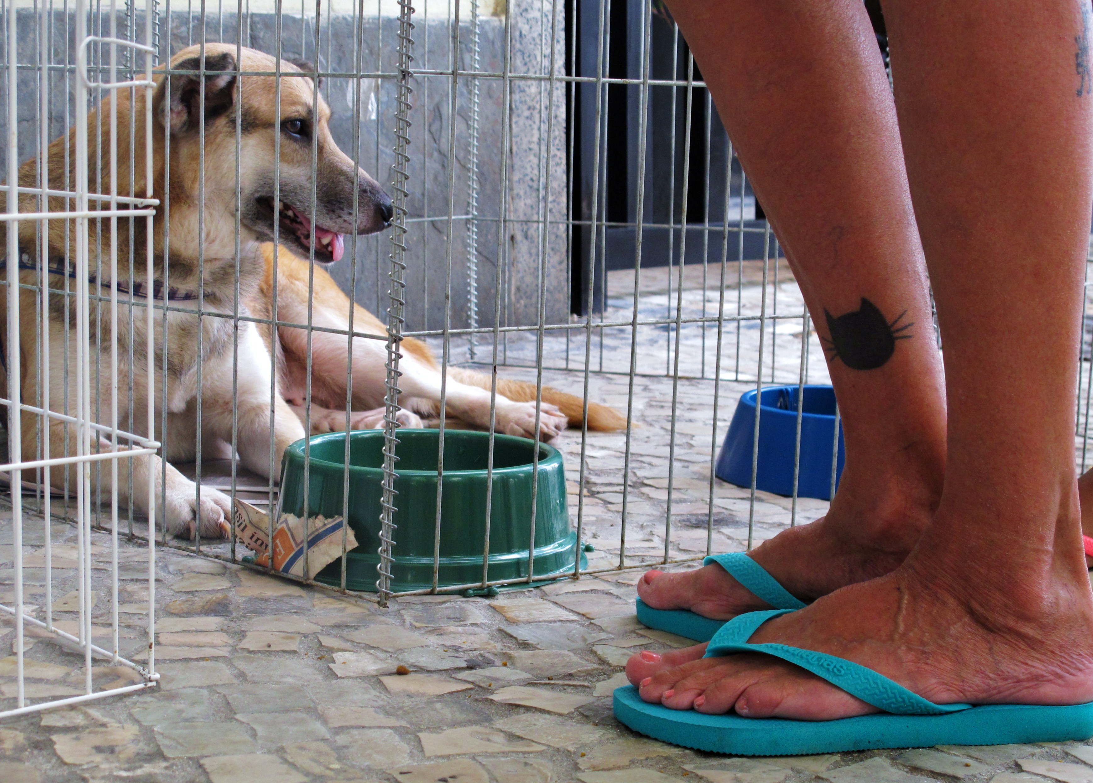 Dogs sit and wait for a home at an adoption event in Copacabana, photo courtesy of Candy Pilar Godoy