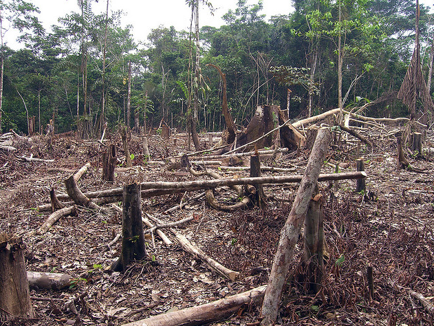 Slash and burn agriculture in the Amazon, Brazil, News