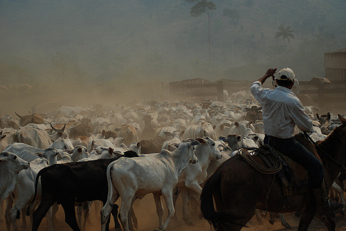 cattle raising in the amazon ac moraes flickr