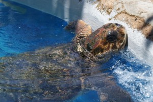 Turtle Power and Dazzling Nature in Bahia