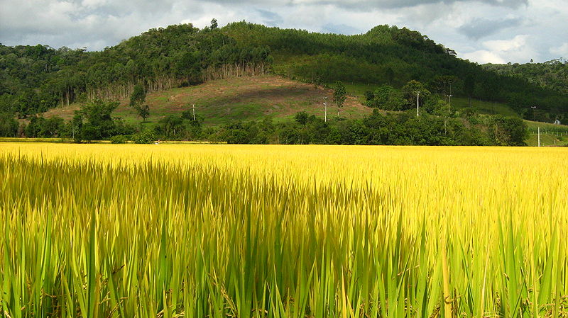 Surplus Rice Used as Bio-fuel in Brazil