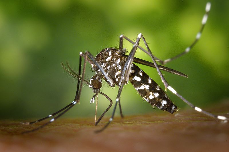 Health emergency declared in 59 districts of Peru due to dengue outbreak