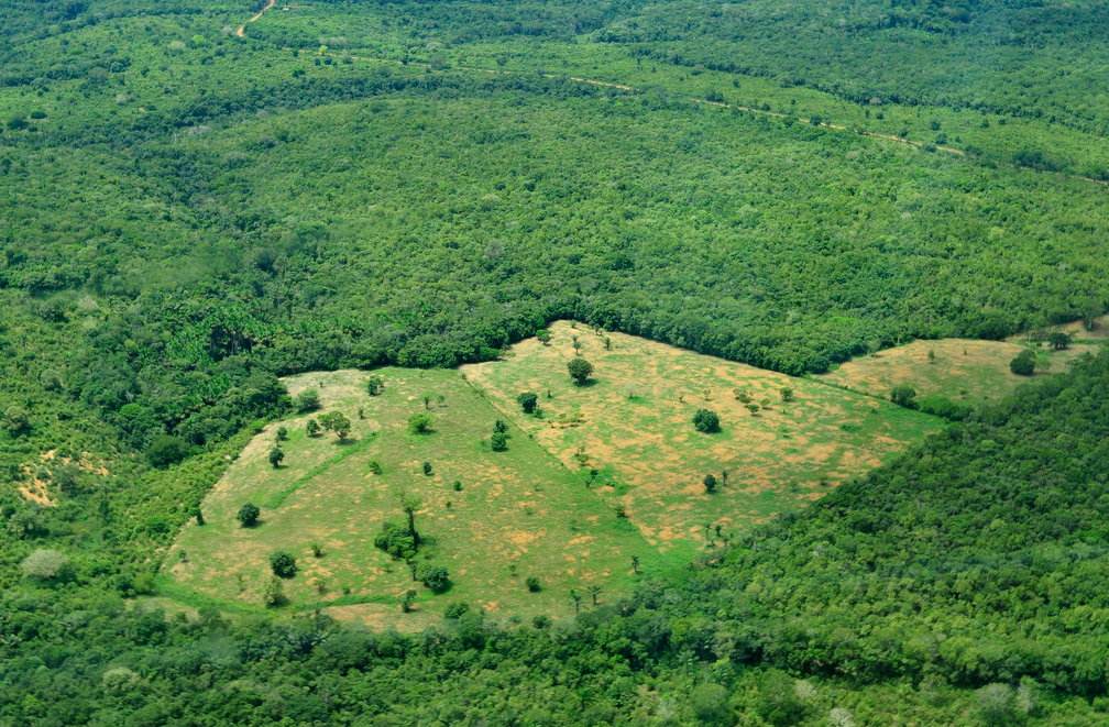 Aerial view of the Amazon Rainforest, near Manaus, Brazil News