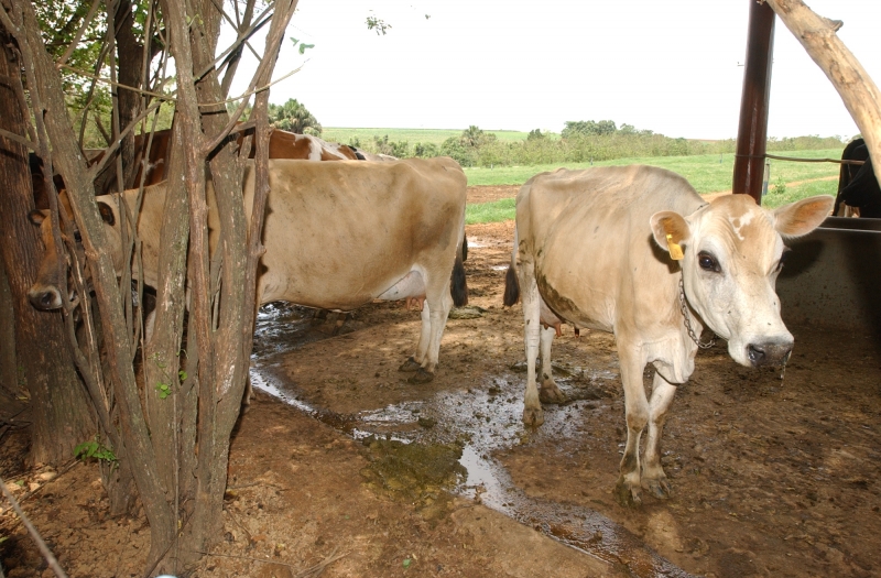 cow