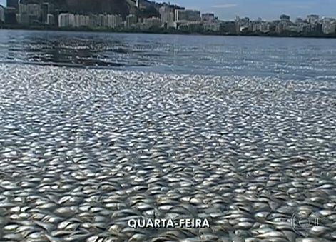 Thousands of Fish Die in Rio’s Lagoa: Daily