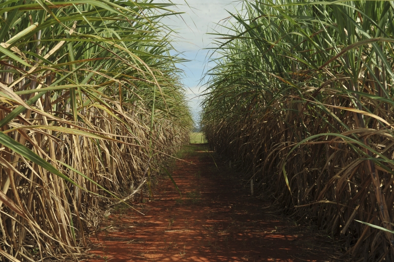 Brazilian Sugarcane