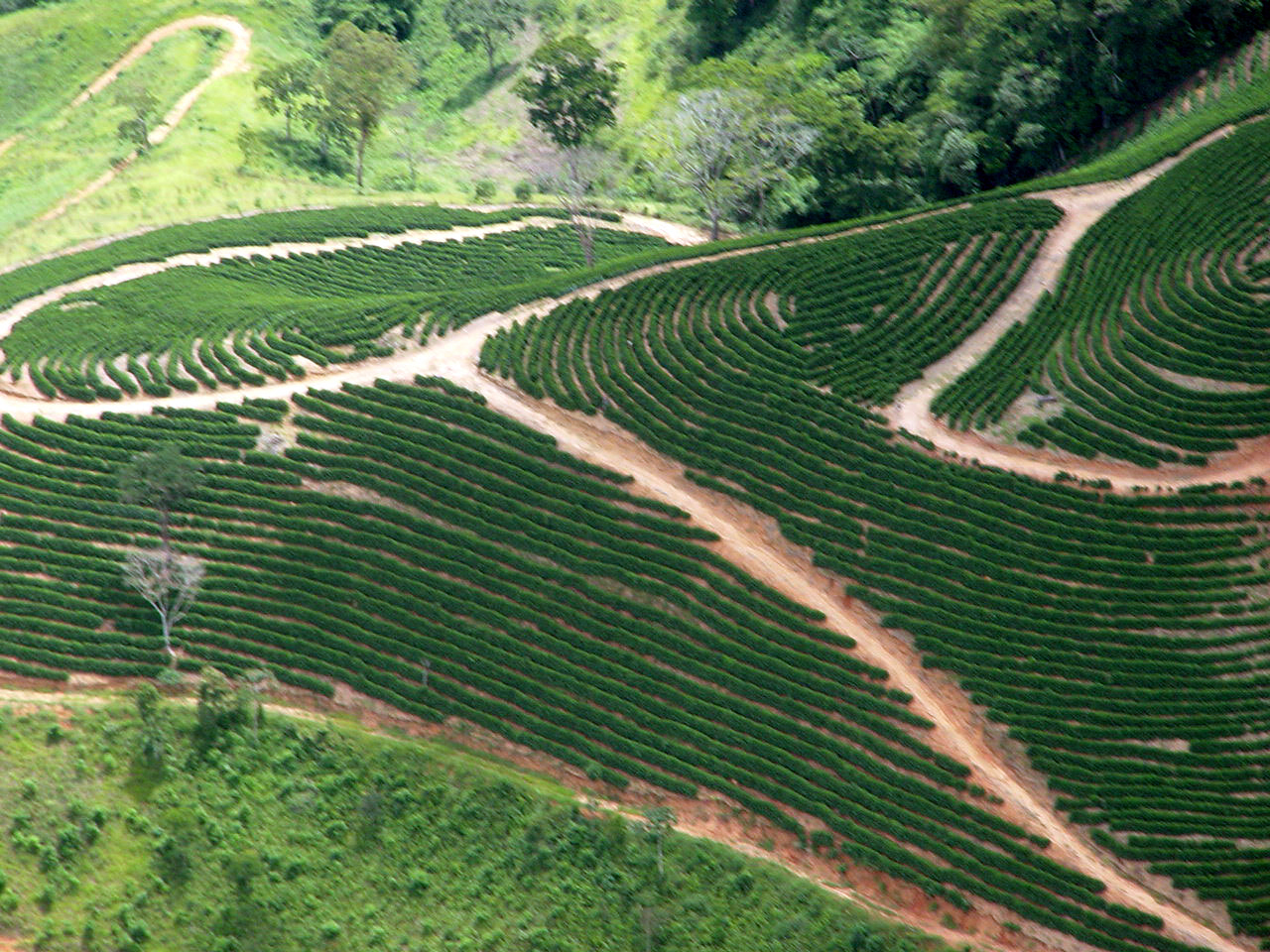 Plantação de cafe