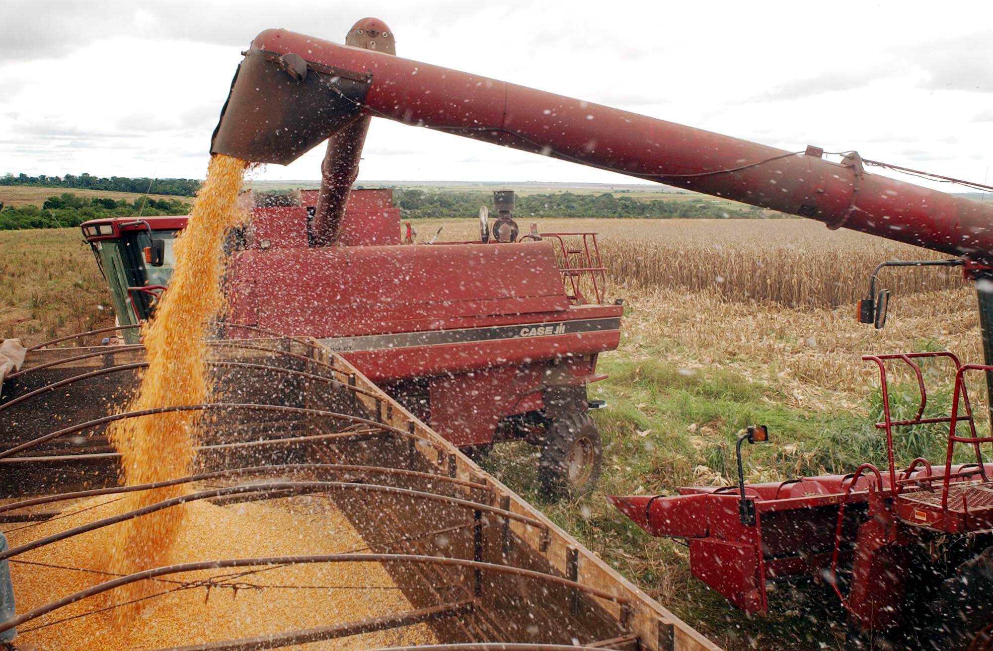 harvest of grains