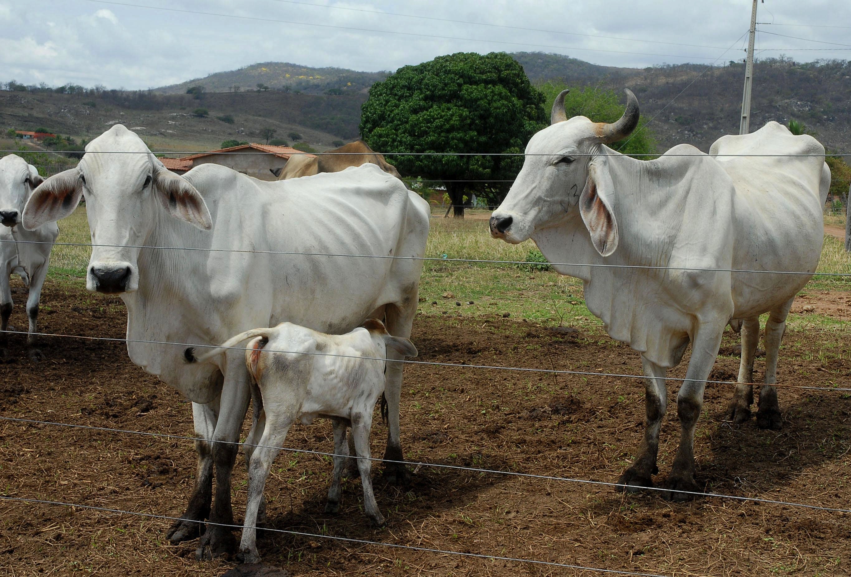 cattle, meat, agribusiness