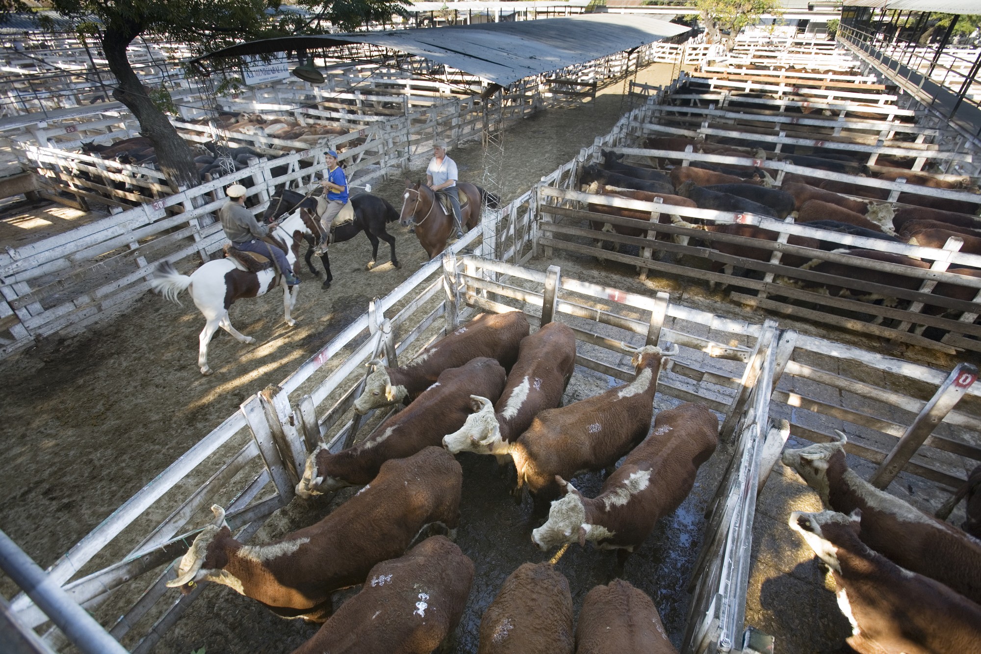 Brazil celebrates opportunity to sell beef to Mexico