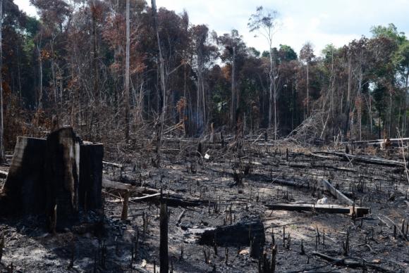 Deforestation Alerts Rise Over 90% in Brazil’s Amazônia