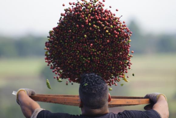 Brazilian Coffee Sector to Grow Two Percent in 2015