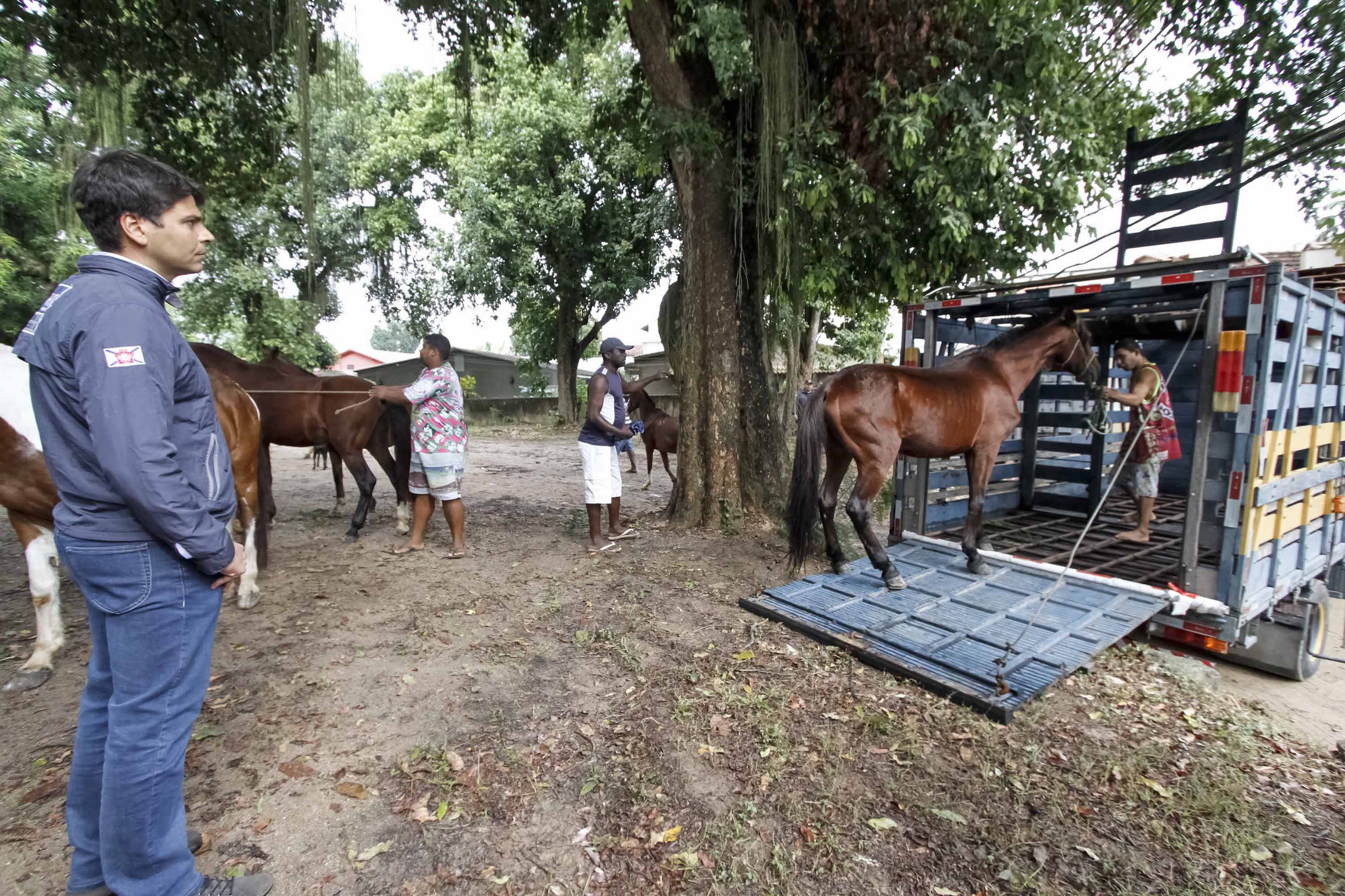 cavalos