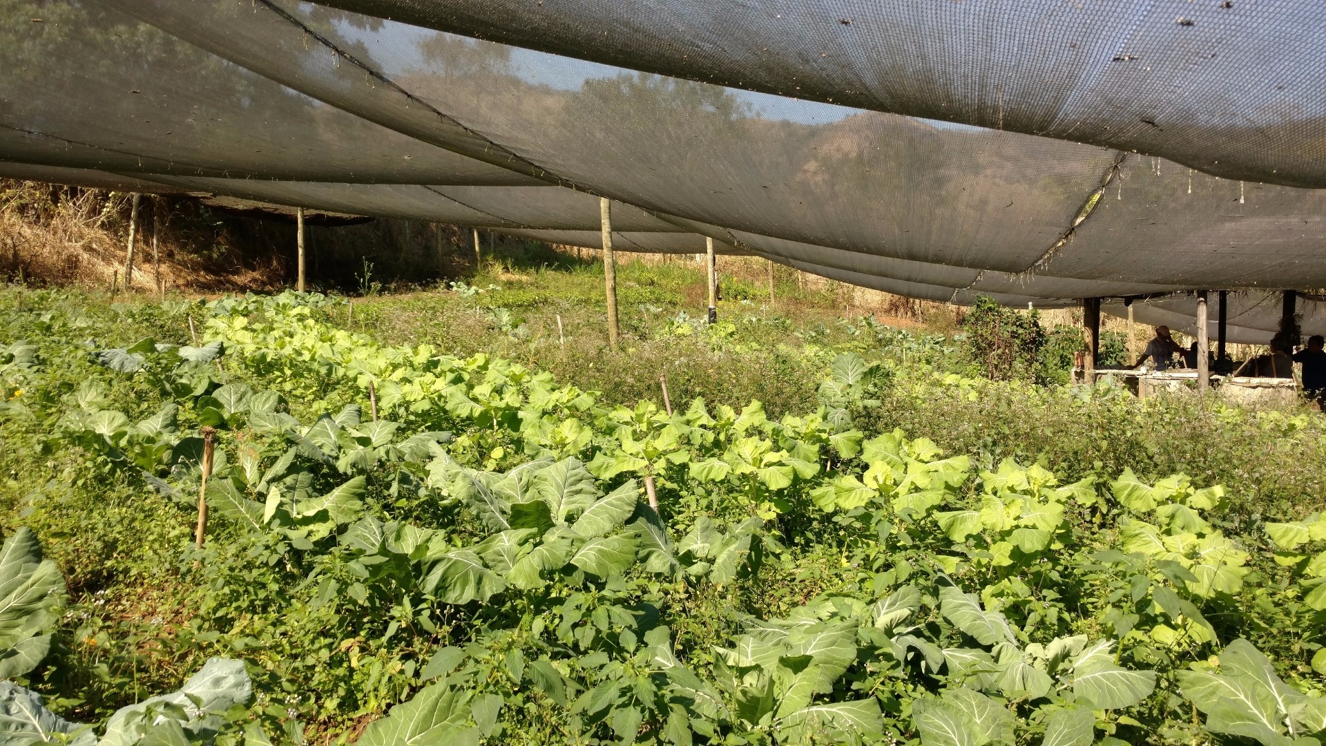 organic production, Rio de Janeiro, Brazil, Brazil News