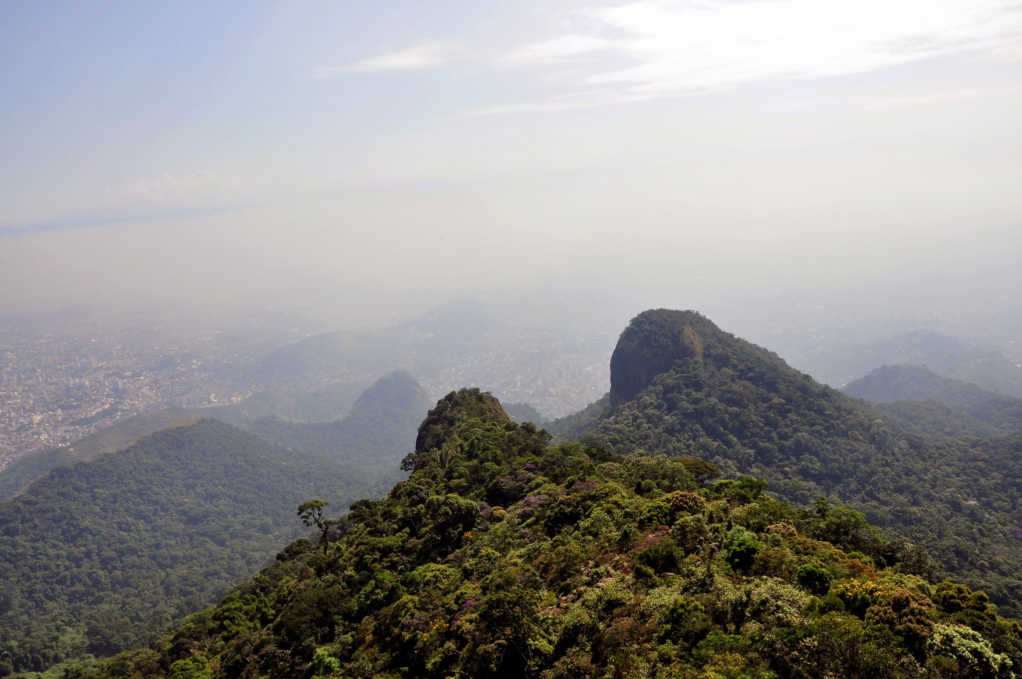 The Hand-Planted Forest That Keeps Rio de Janeiro Alive