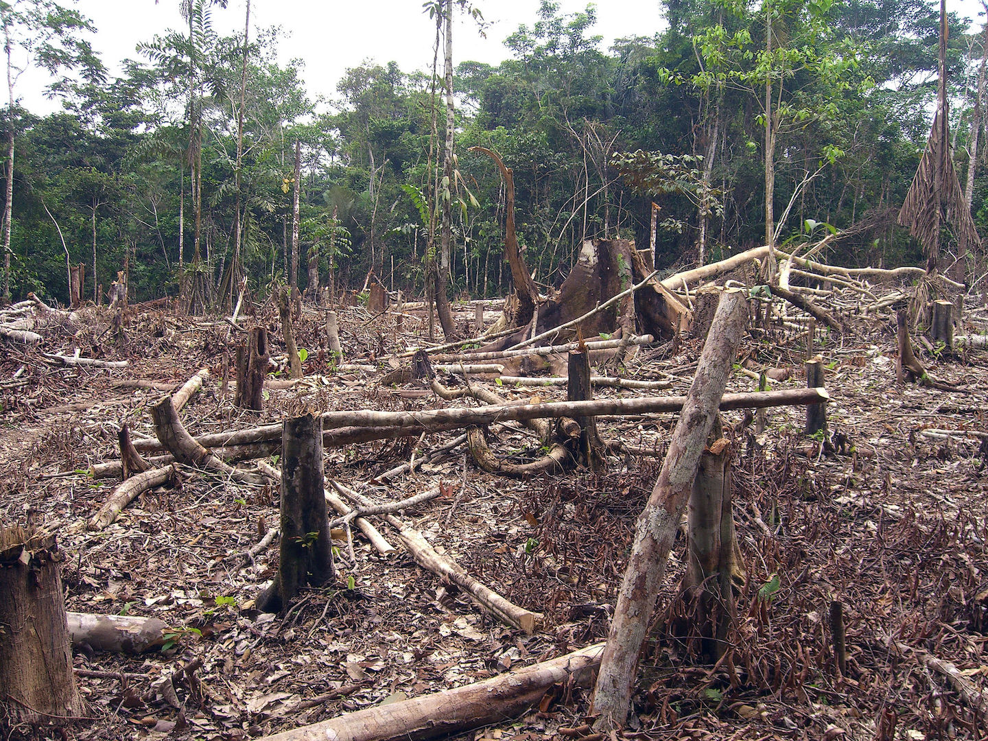 Brazil, Deforestation of the Amazon continues to increase,