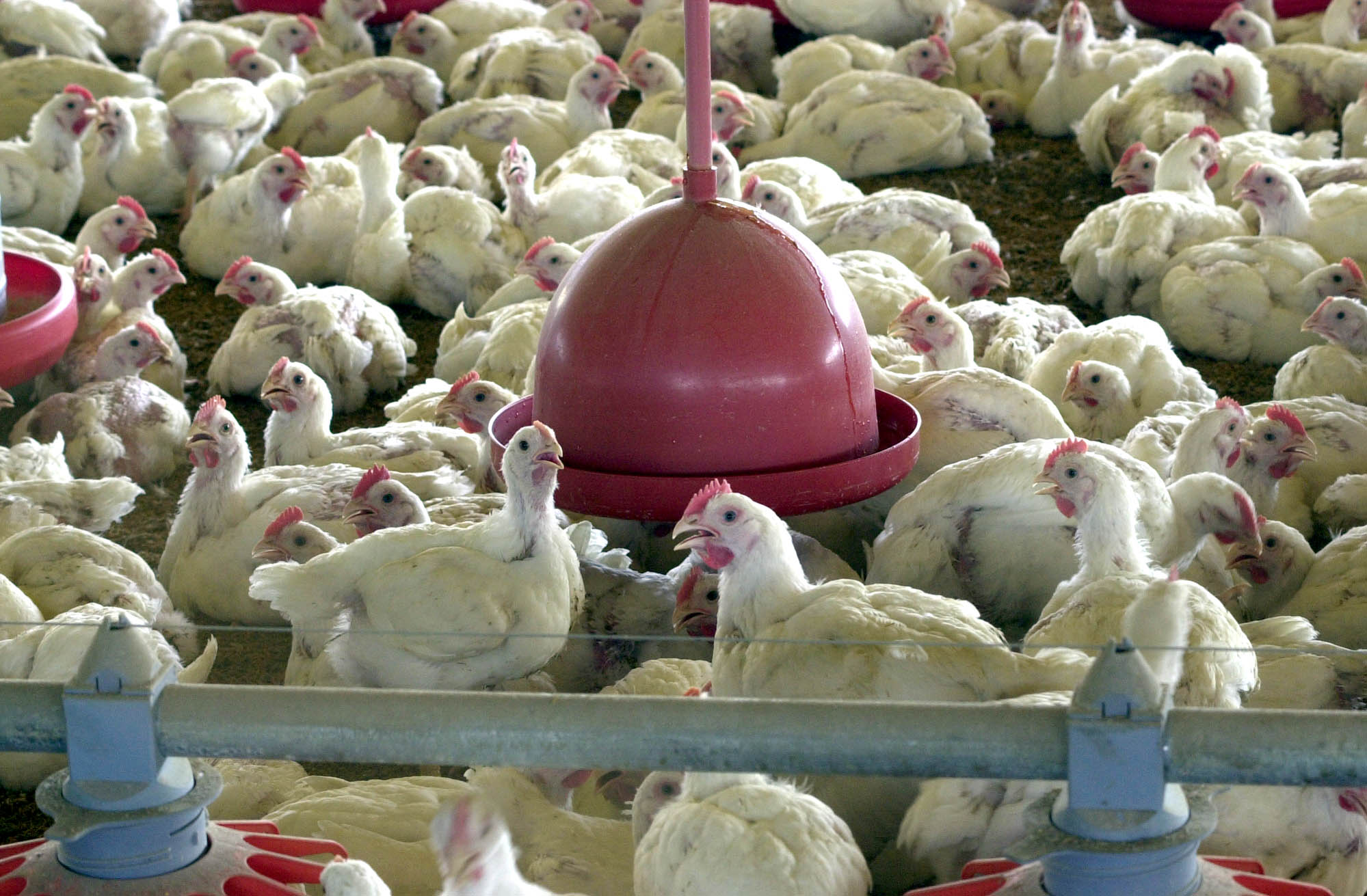 Five slaughterhouses were unauthorized to export their products to Saudi Arabia, Brazil, Brazil News, Rio de Janeiro