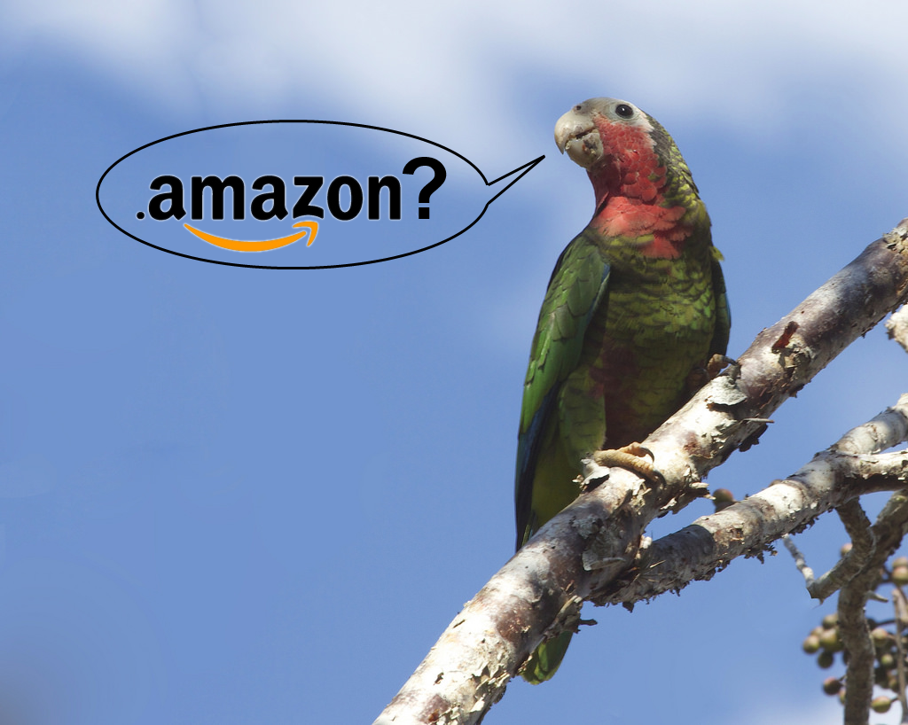 Amazon4