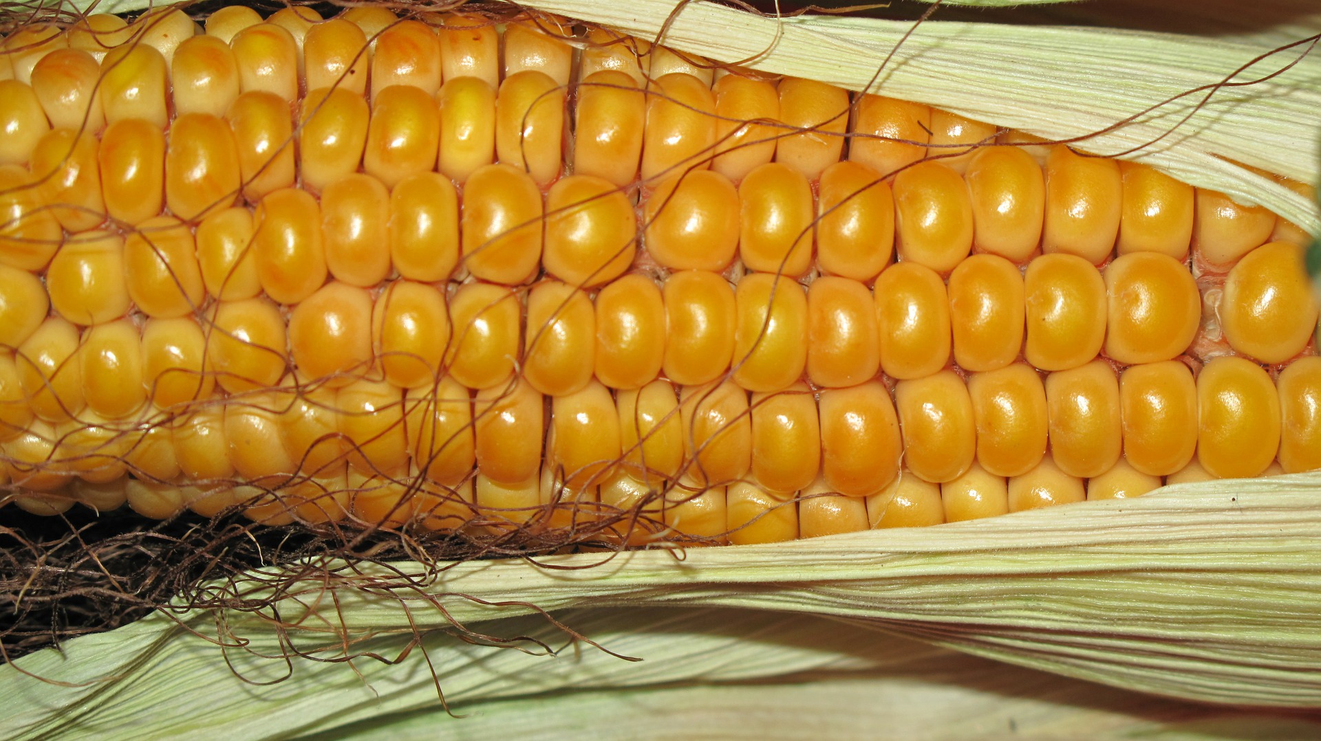 Maize is one of the most produced grains in the Northeast of the country and a staple food for local people and animals.