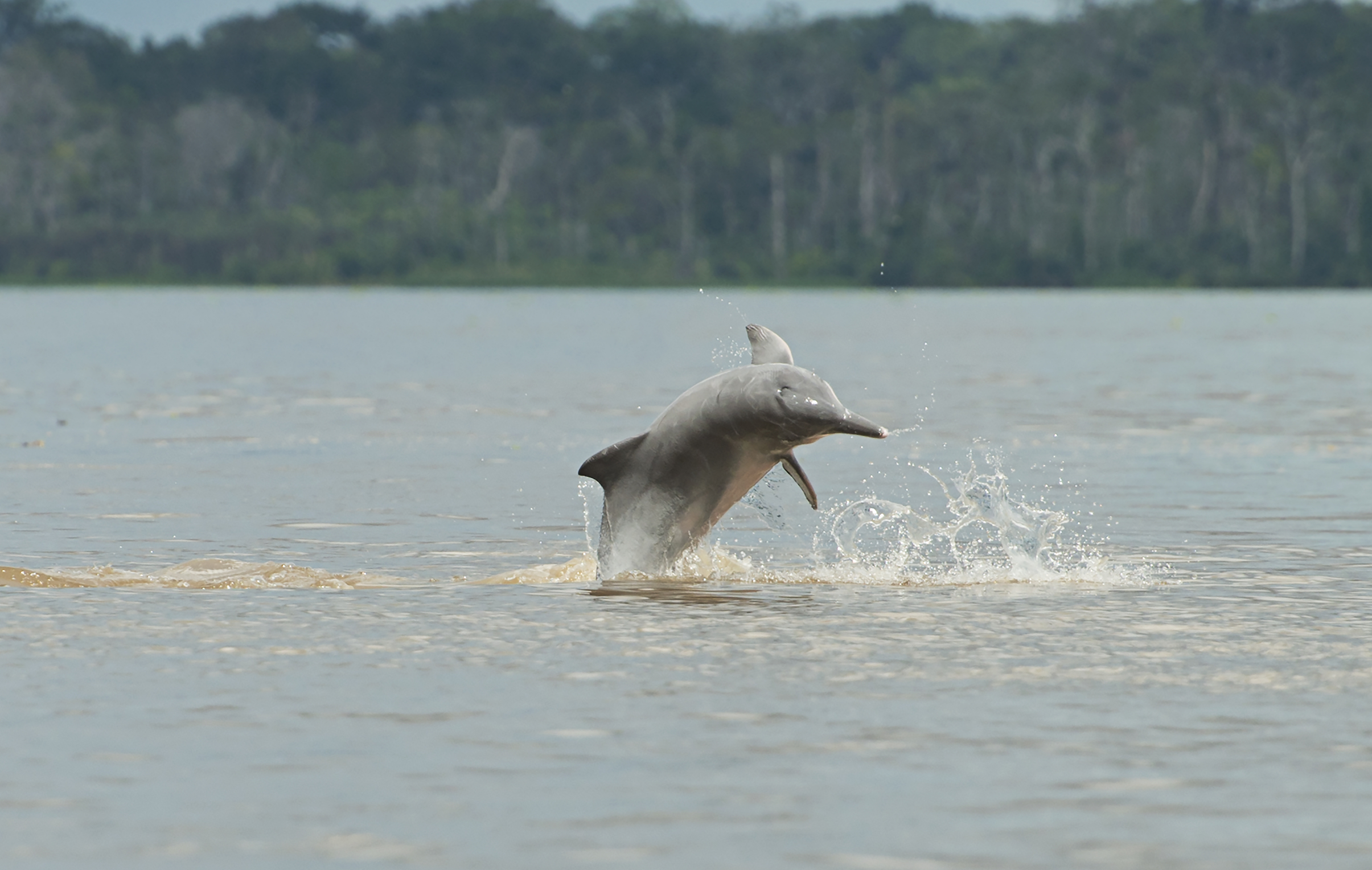 River dolphins