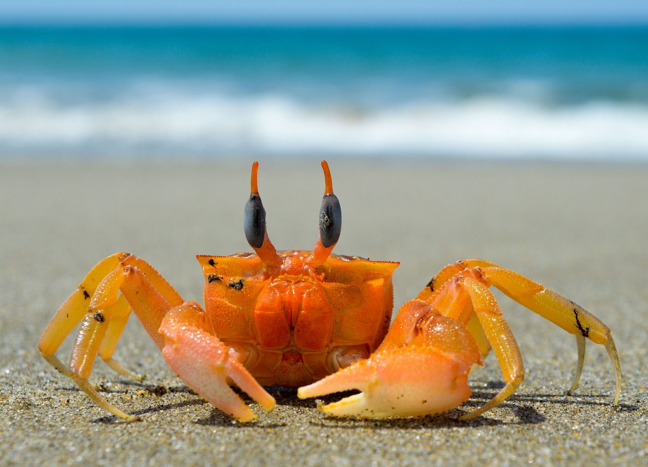 Seafood2