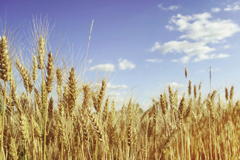 US-Brazilian Wheat Bromance Angers Argentina