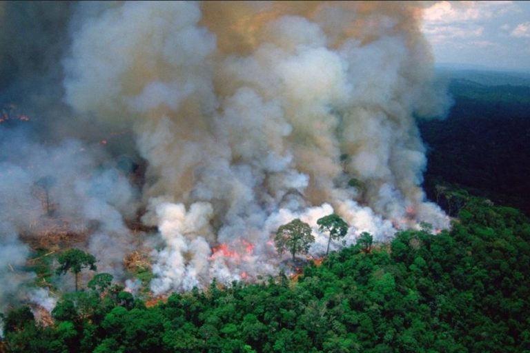 Stop Amazon Rainforest Deforestation – Sponsored