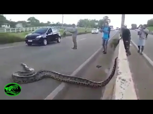 Huge Anaconda Crosses Busy Highway in Brazil
