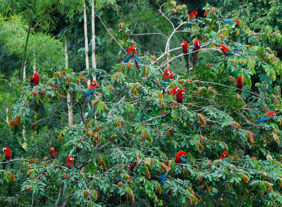 The Amazon Fund was created in 2008 to receive donations for non-reimbursable investments in efforts to prevent, monitor and combat deforestation, as well as to promote the preservation and sustainable use in the Brazilian Amazon.