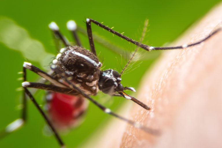 Brazilian Quarantine Site for Repatriates More Concerned Over Dengue Than Coronavirus