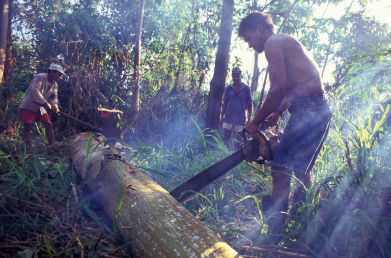 Deforestation of the Brazilian Amazon rainforest down 67.9 percent in April