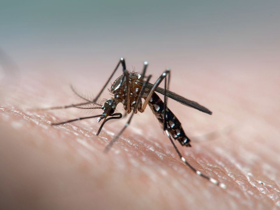 Dengue2