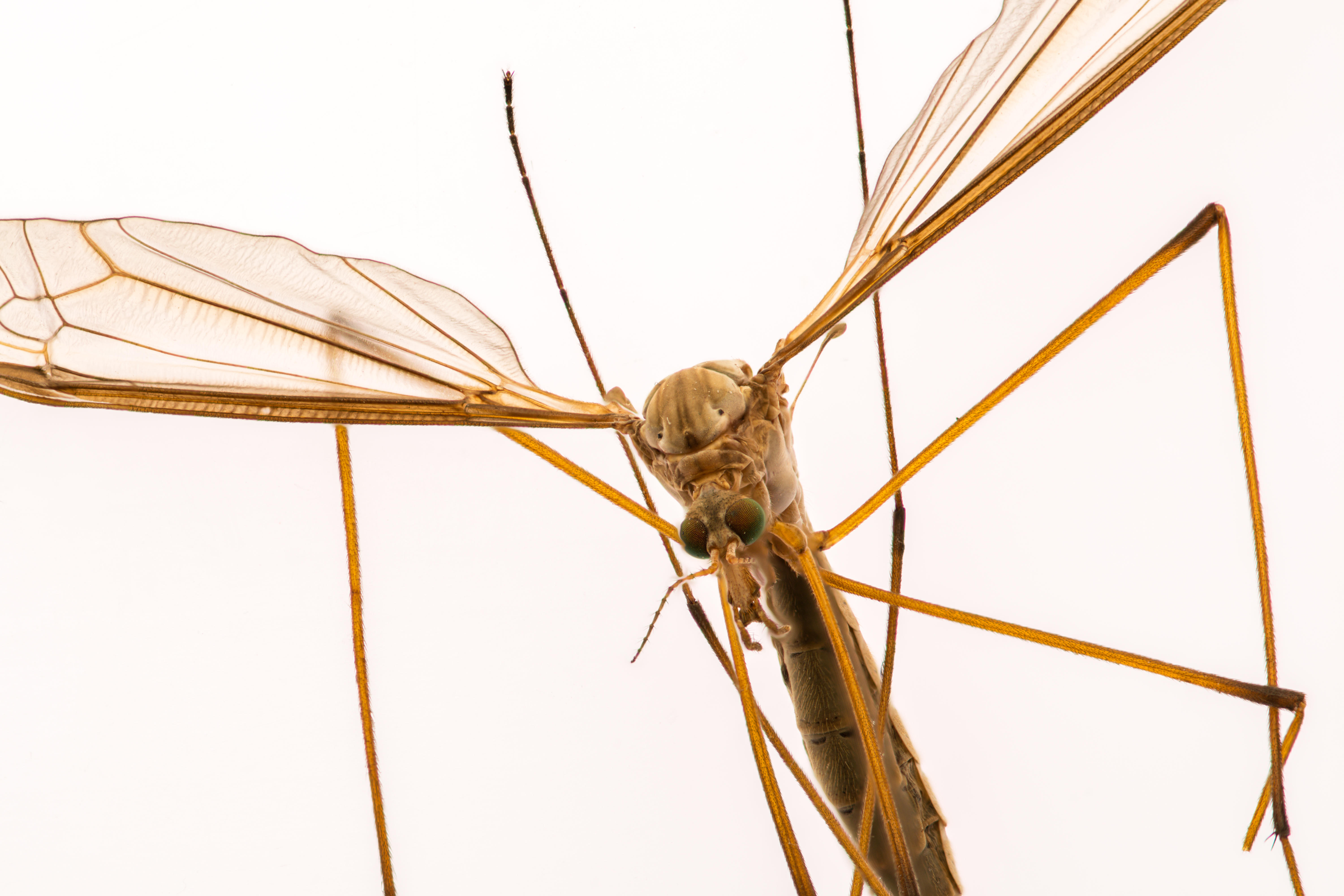 mosquito macro insect close up on white background
