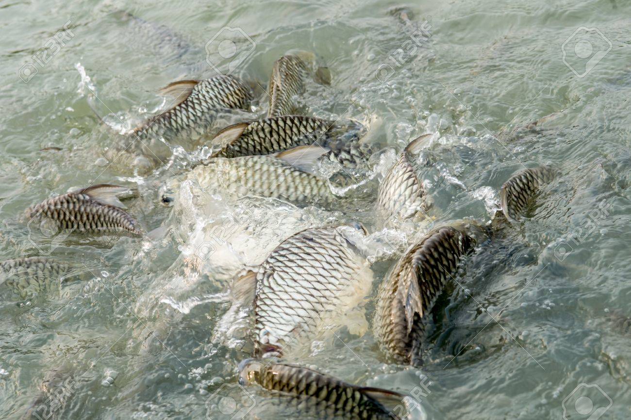 Tilapia Fish in farm