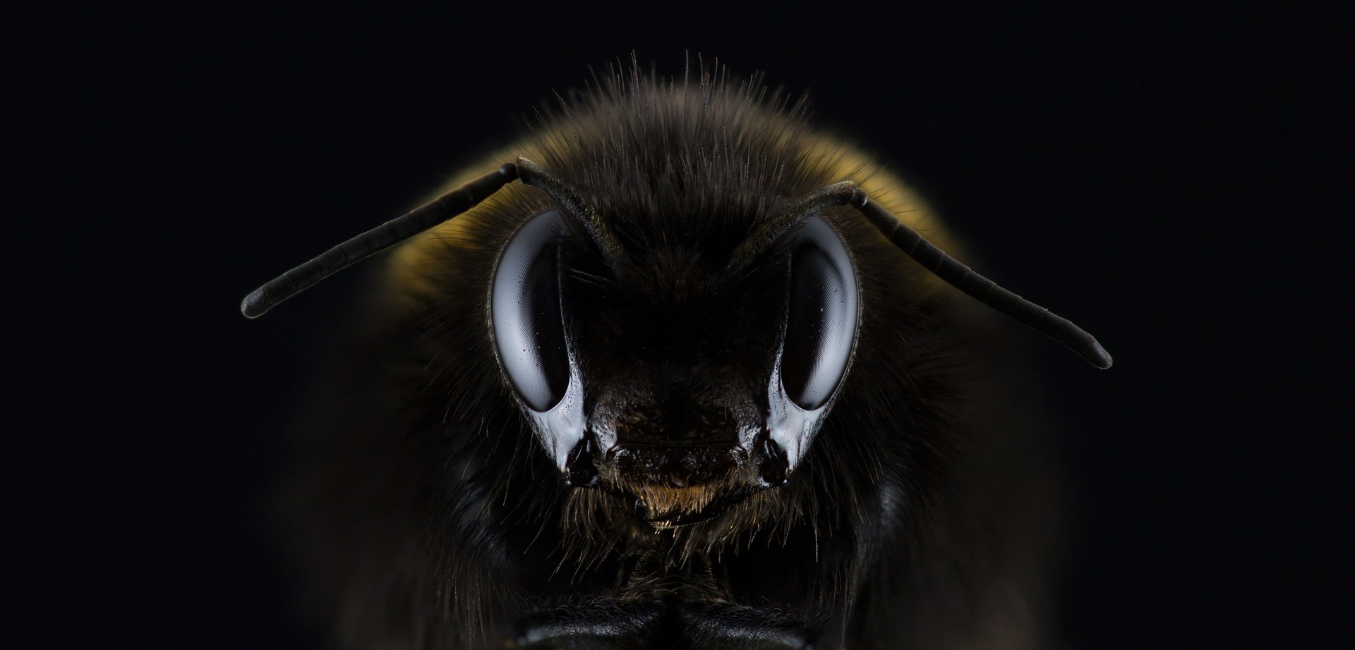hummel-1353423_1920