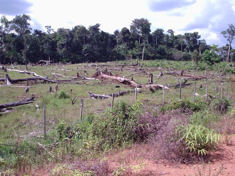Government is studying privatizing land in Amazon region