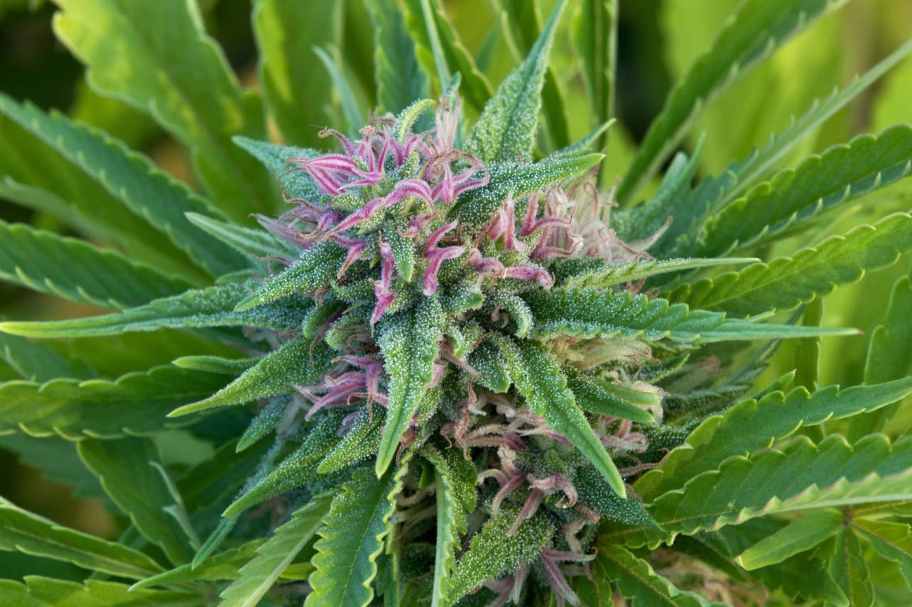 Cannabis Sativa 'Skunk'  flowering plant