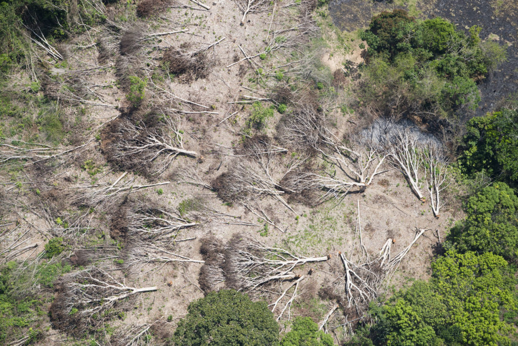 Deforestation of the Amazon rainforest in Brazil sped up in May to the fastest rate in a decade