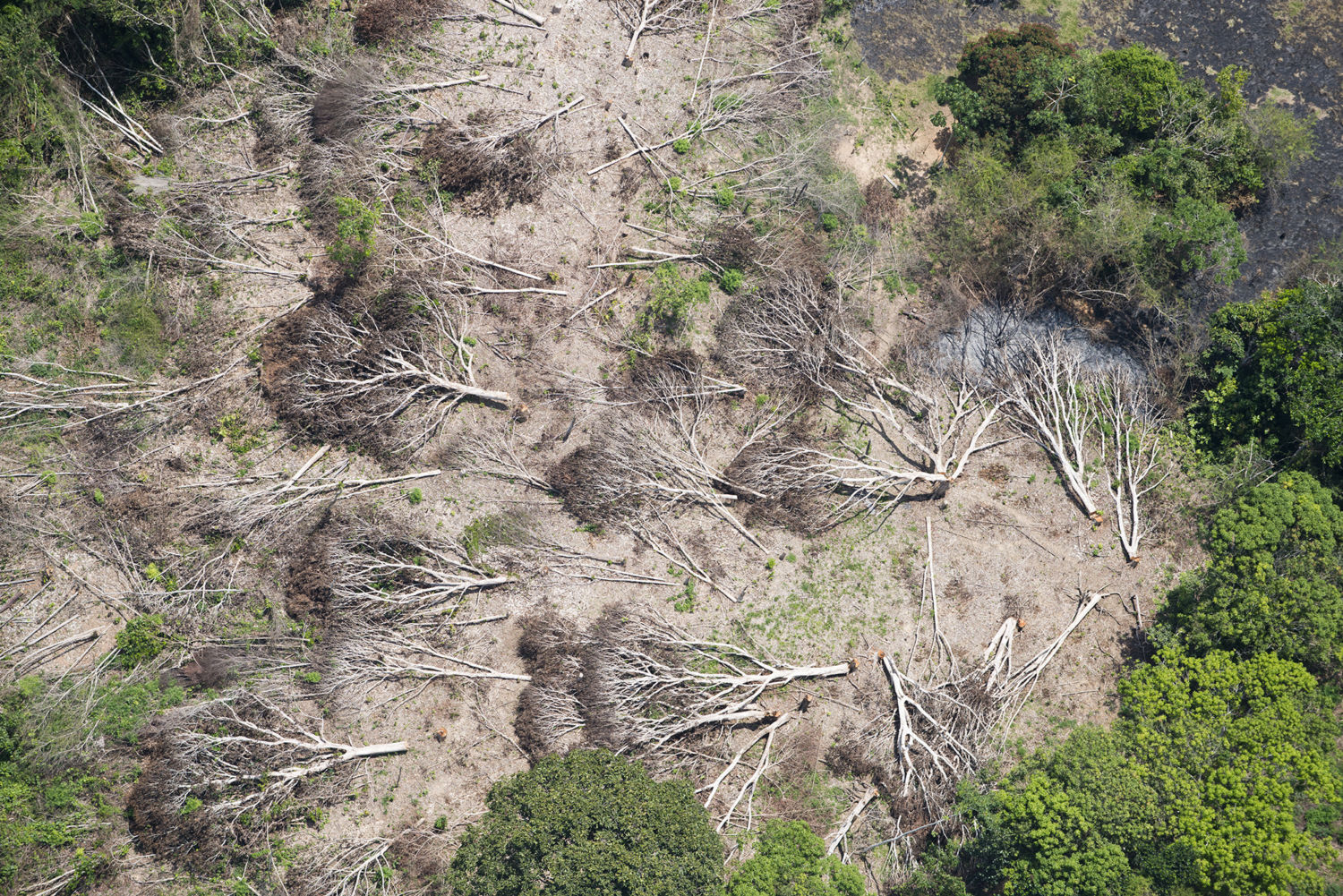 Deforestation