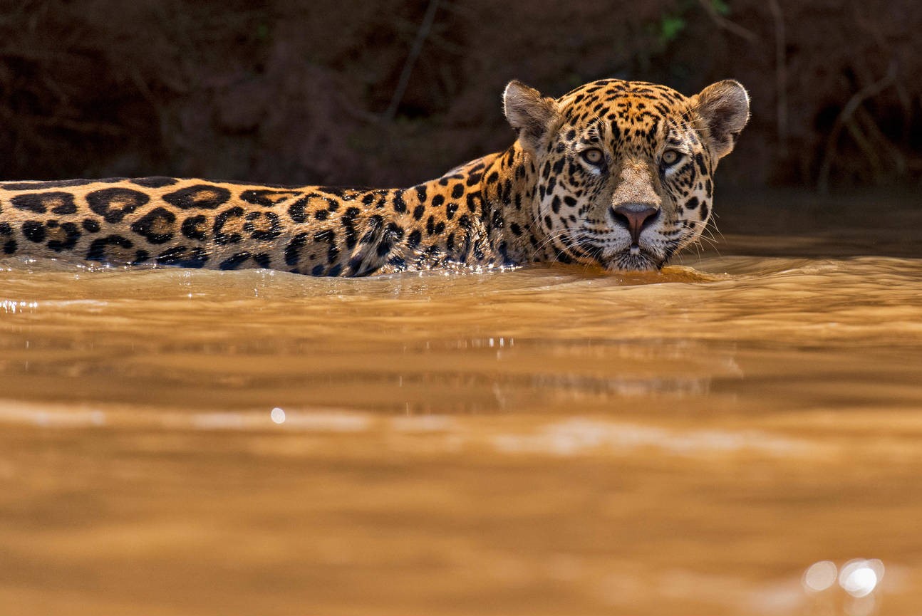Wild jaguar swimming in the river water in Pantanal, Brazil. Image shot 10/2014. Exact date unknown.