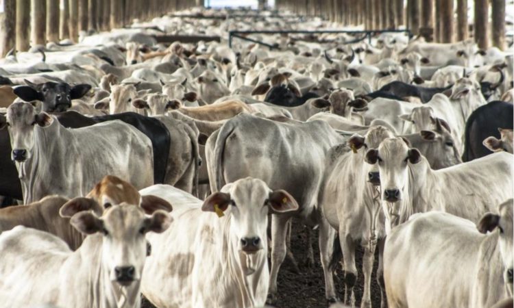 European Farmers Critical of EU-Mercosur Agreement