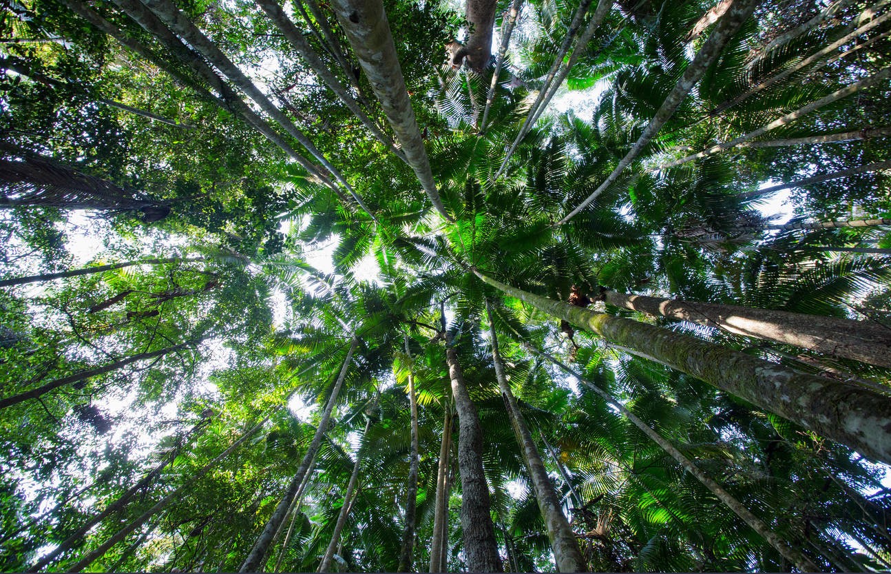 Palms in subtropical rainforest , Yarriabinni National Park, NSW, Australia