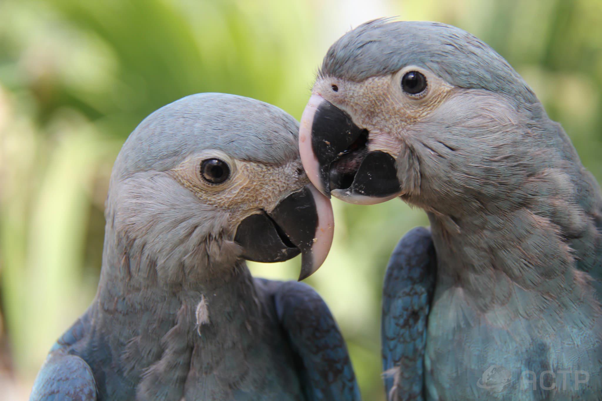 The Blue Macaws are hard to reproduce. Only 10 percent of the eggs hatch, which means that genetically, most couples are incompatible.